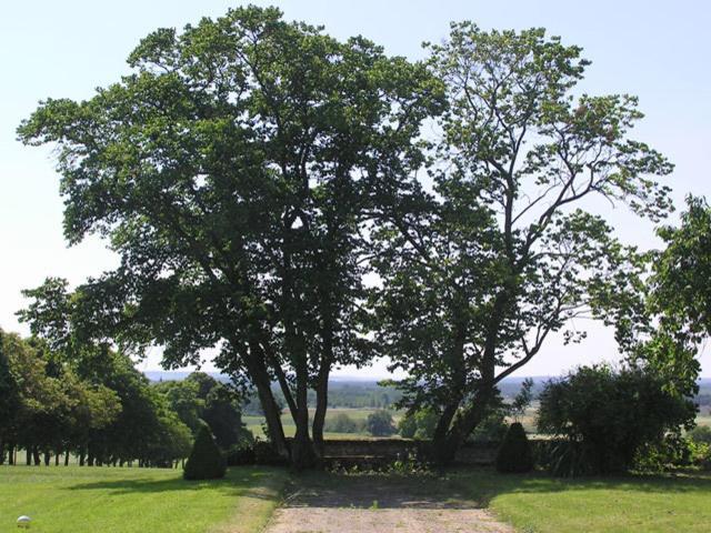 Chambres d'Hôtes Le Château de la Plante Thuré Exterior foto